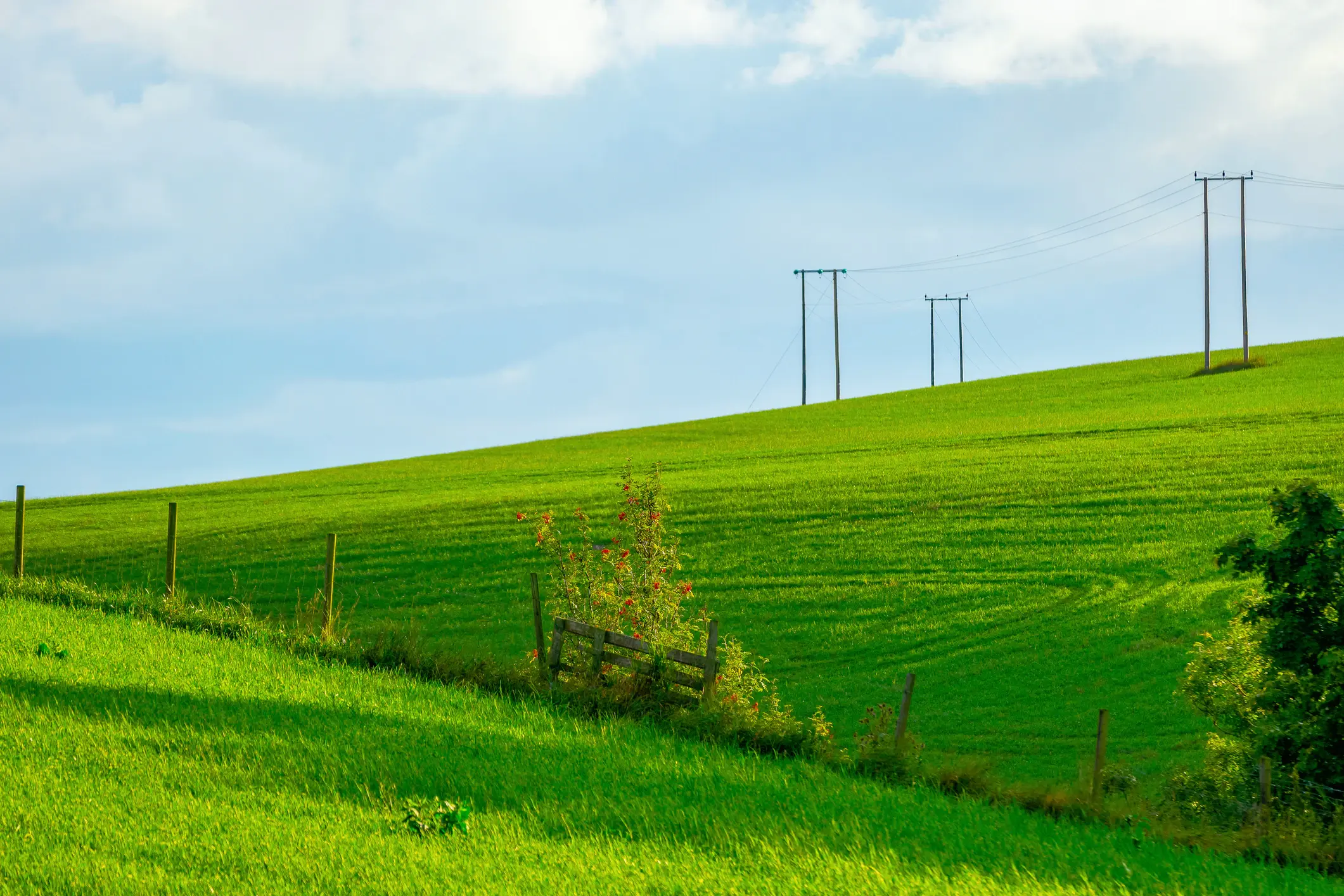 Power masts and green fields