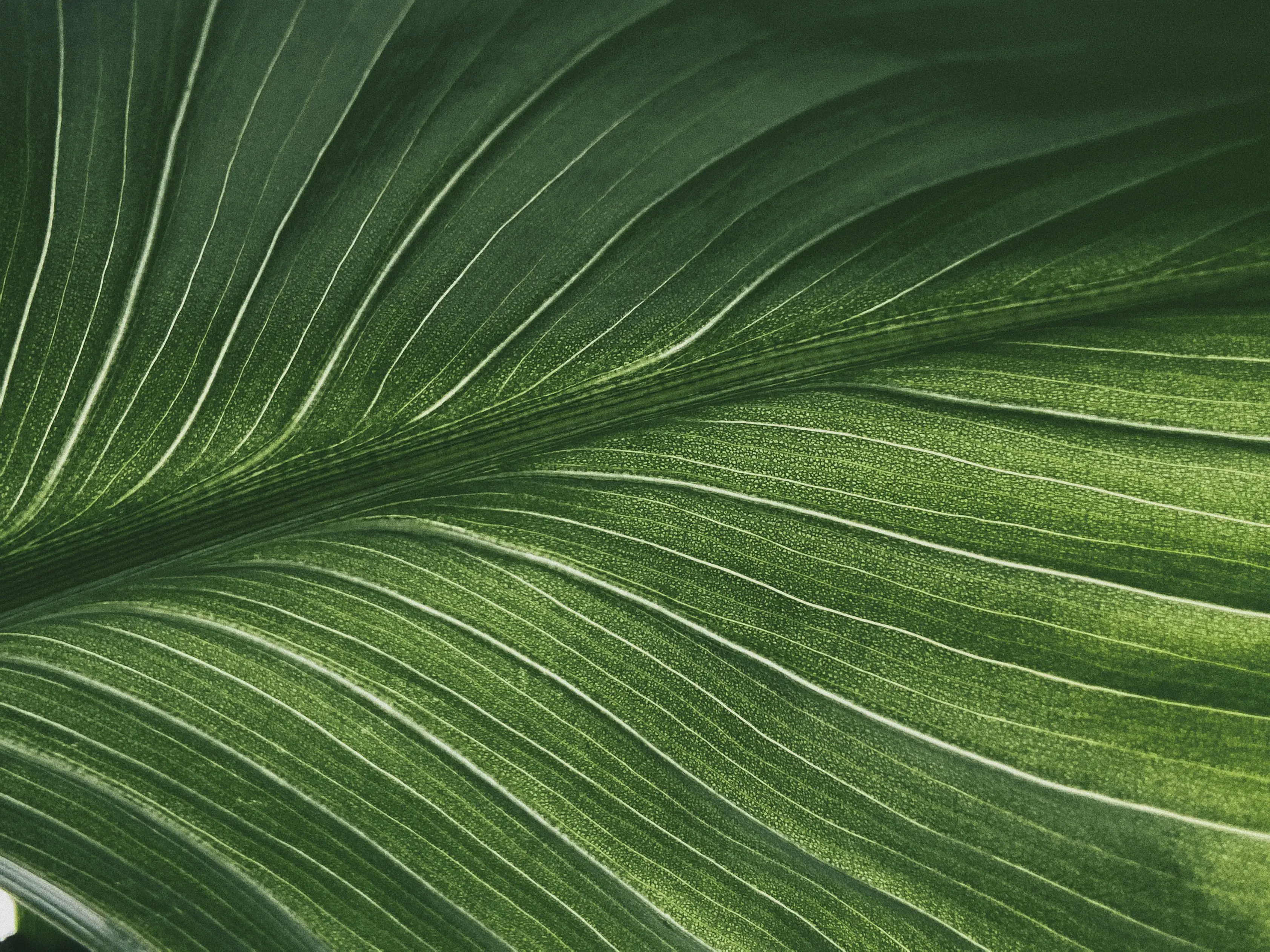 zoomed palm leaf