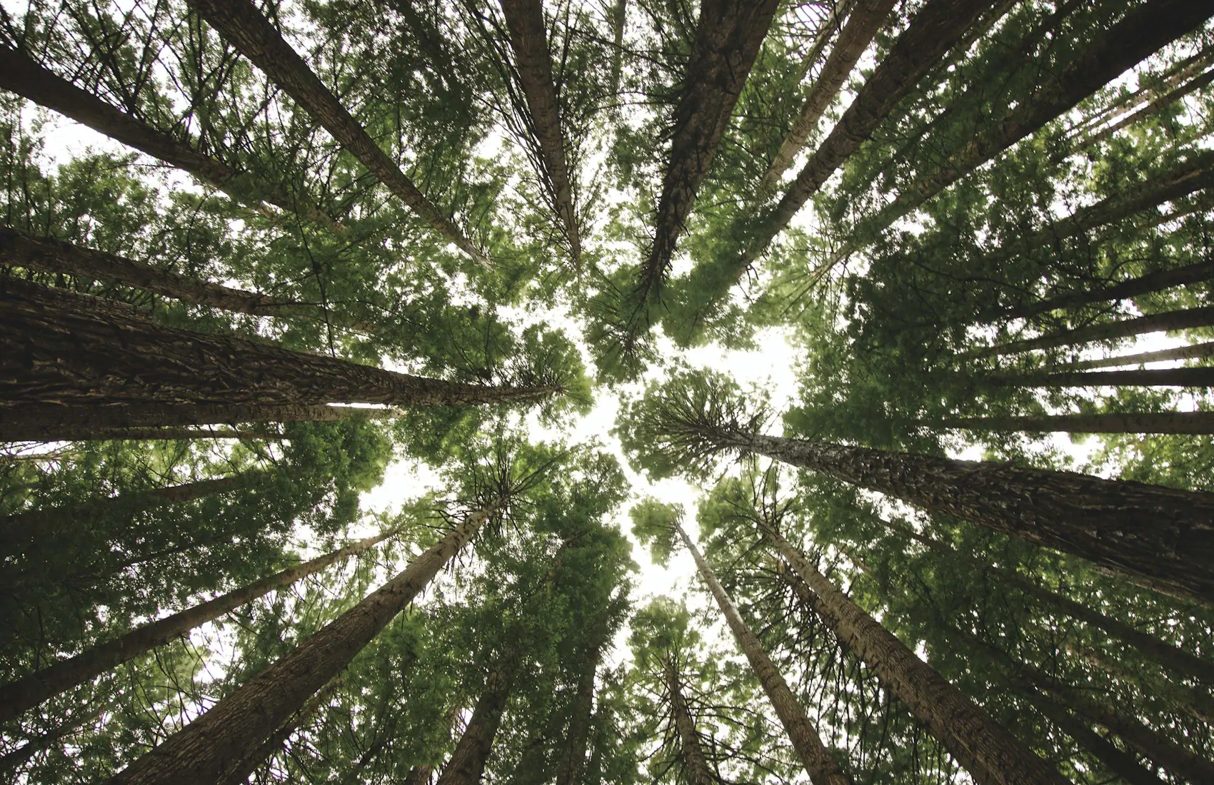 Photo of a forest from ground perspective