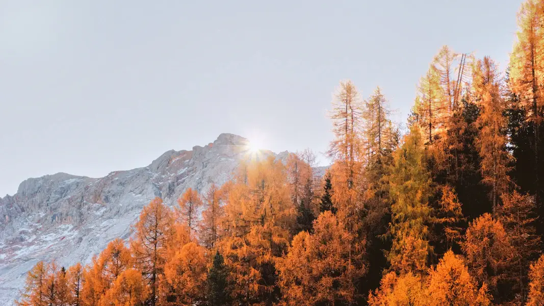 Autumn colored trees with snowy mountains in the back. - representing the transition form autumn to winter.