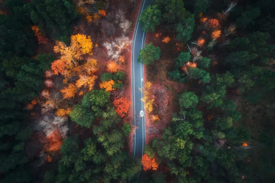 Autumn forrest road