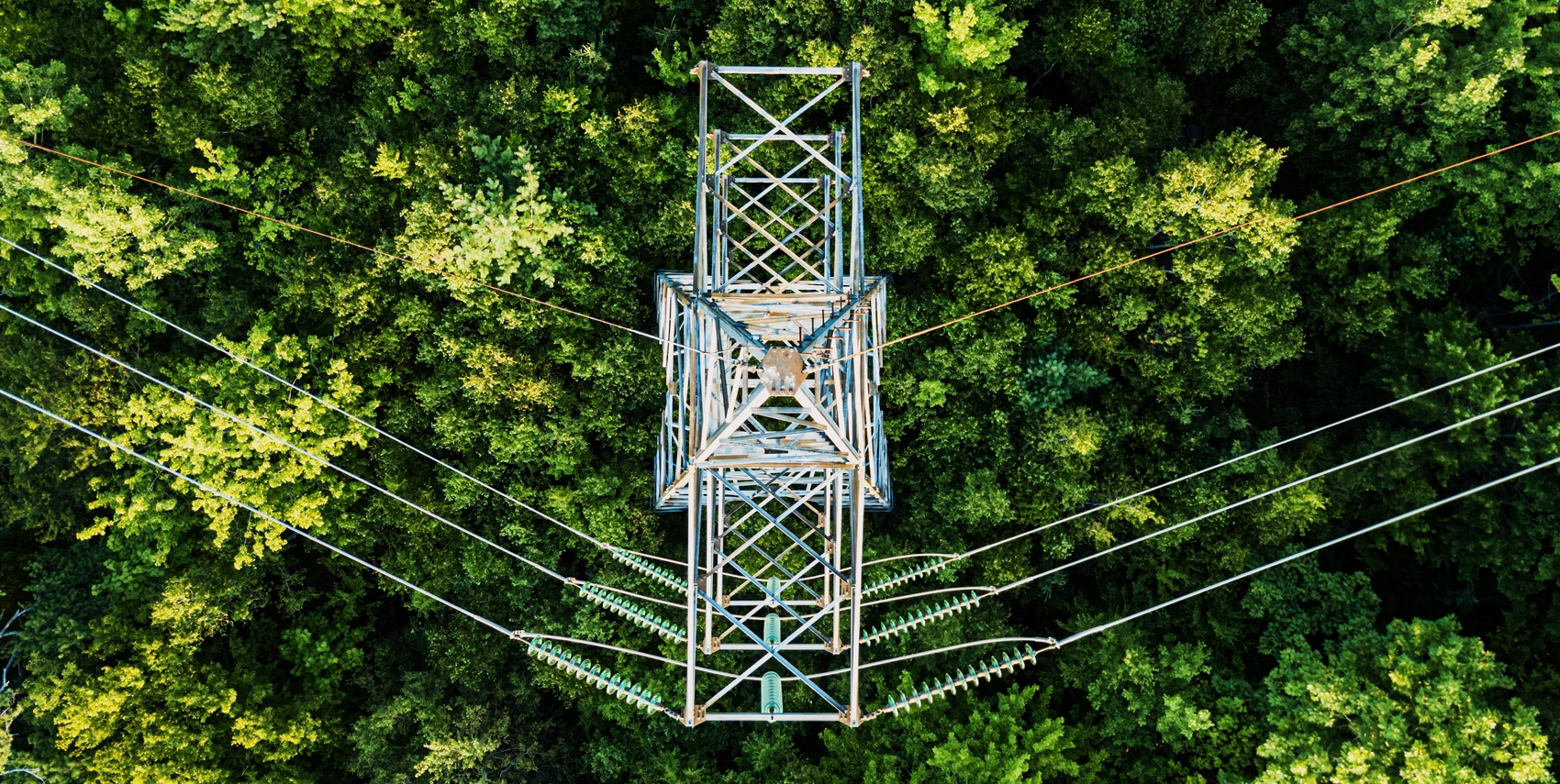 Electricity mast above trees