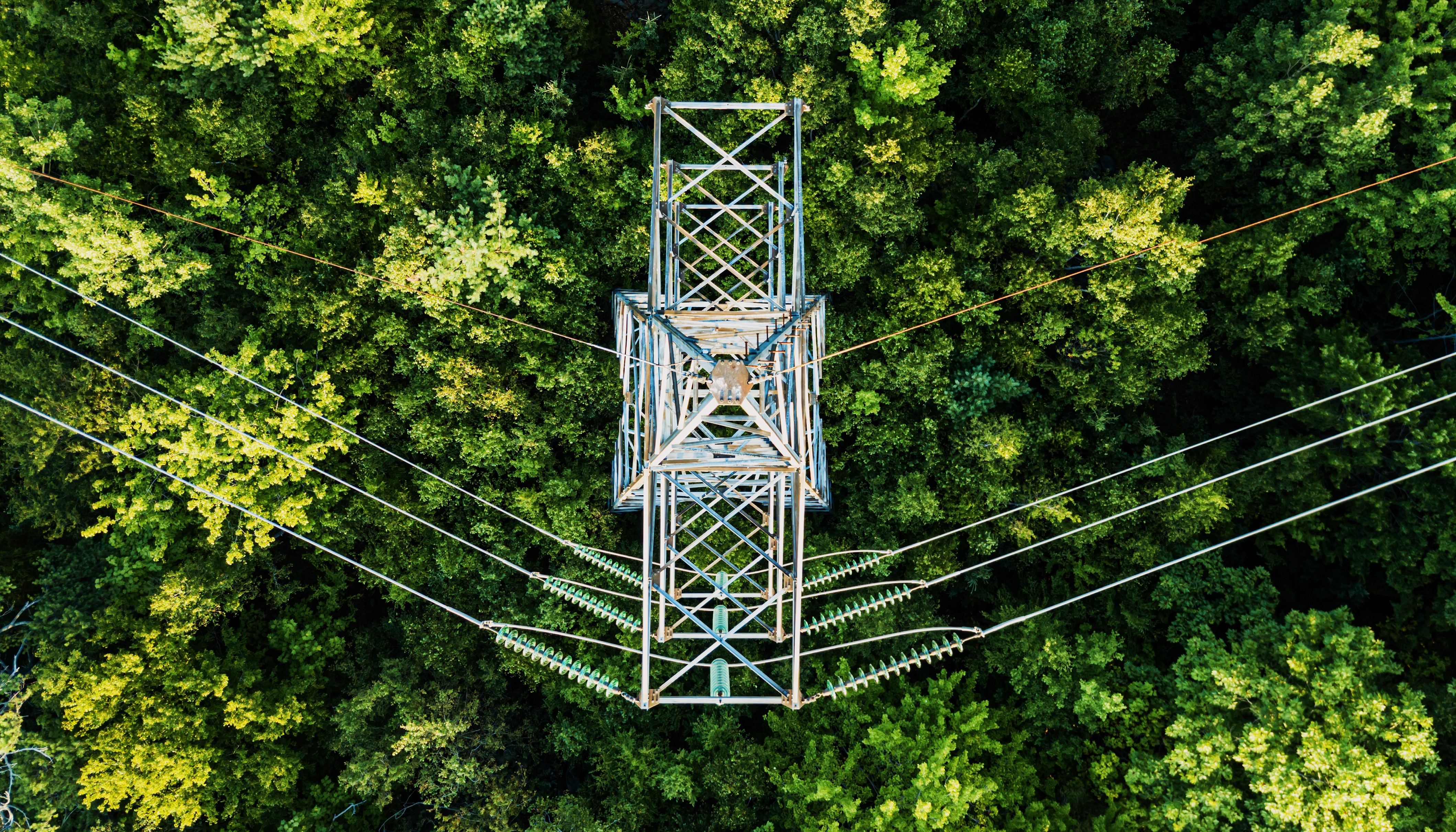 Electricity mast above trees